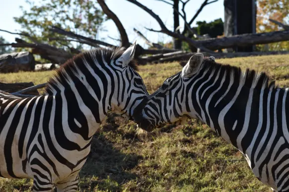 كريزي فوكس كازينو الدعم